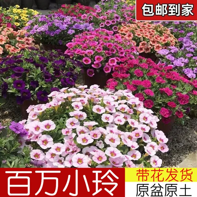 百万小玲花苗盆栽带花苞舞春花阳台庭院垂吊花卉植物好养四季开花
