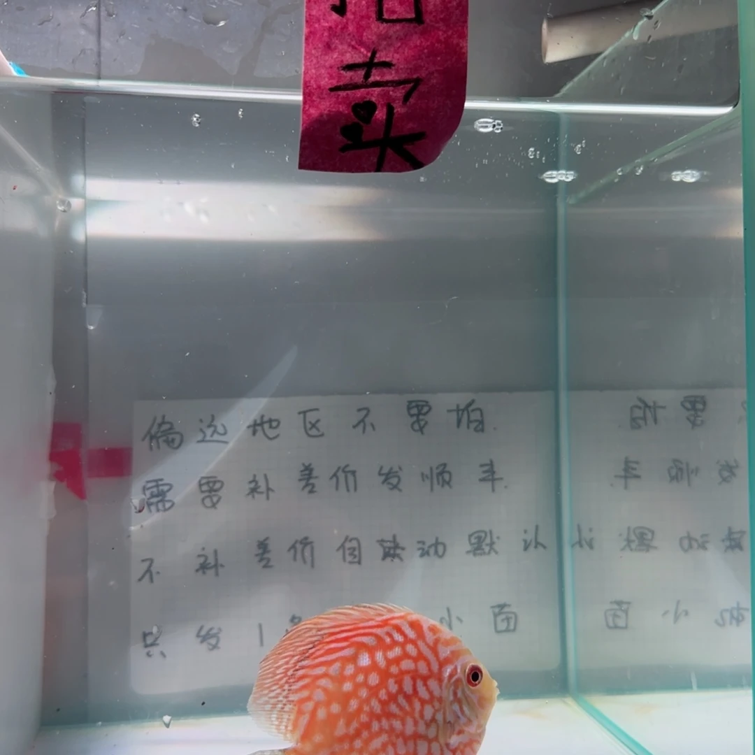 七彩神仙鱼肉身7左右，偏远地区不要拍