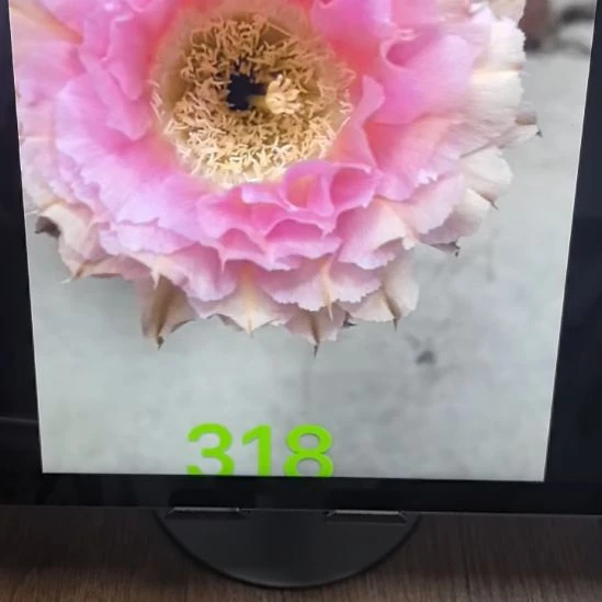 香香的318带根6公分左右有干皮