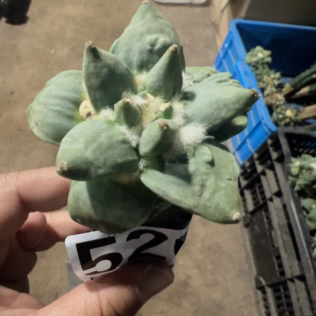 大尤怒涛牡丹520