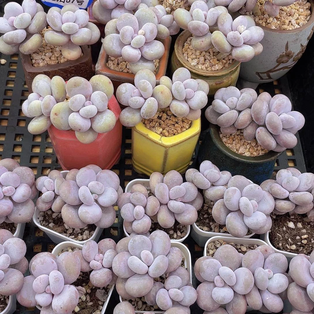 量拍87号 大叶奶水光针原始奶双头一个