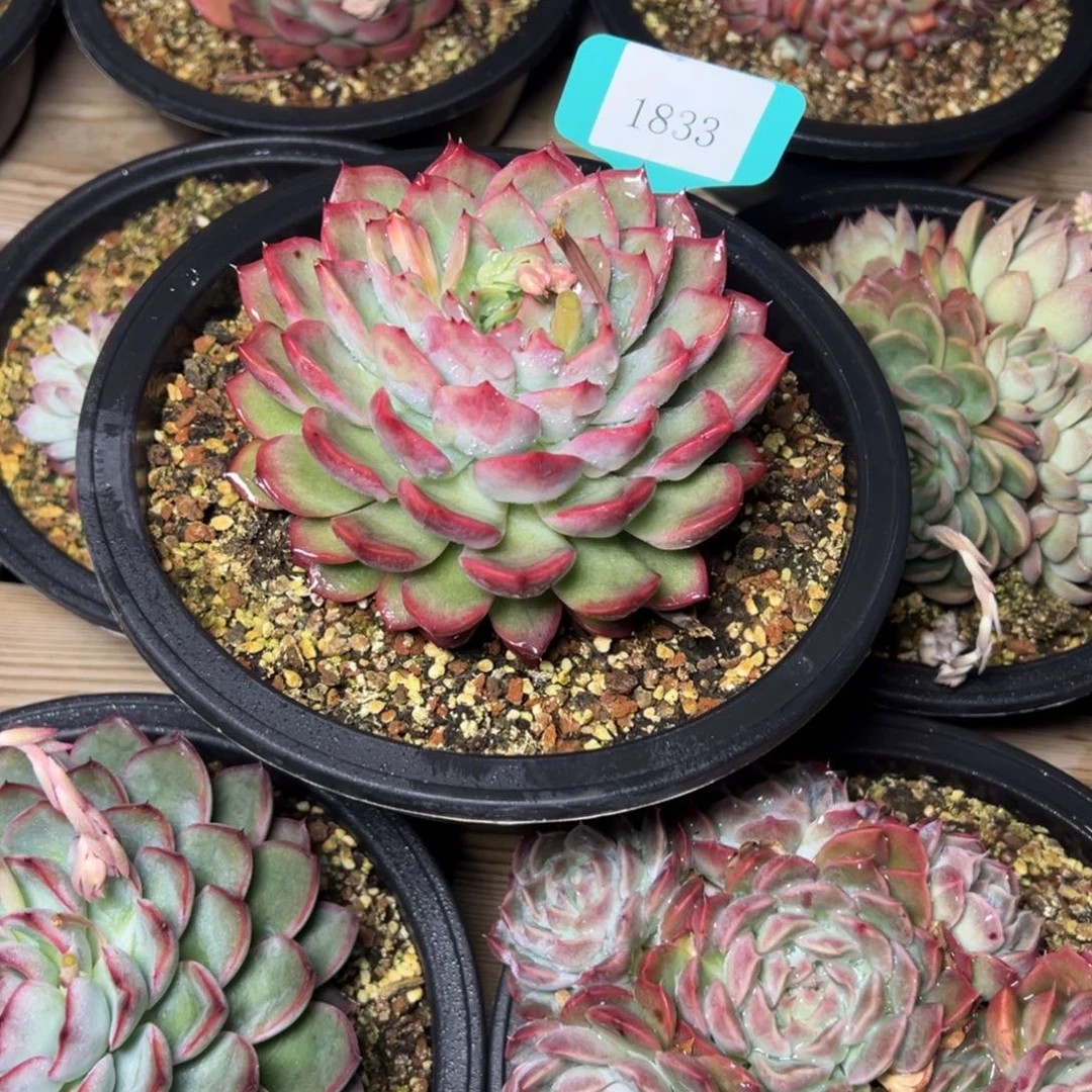 X****o1833多肉多多多多的