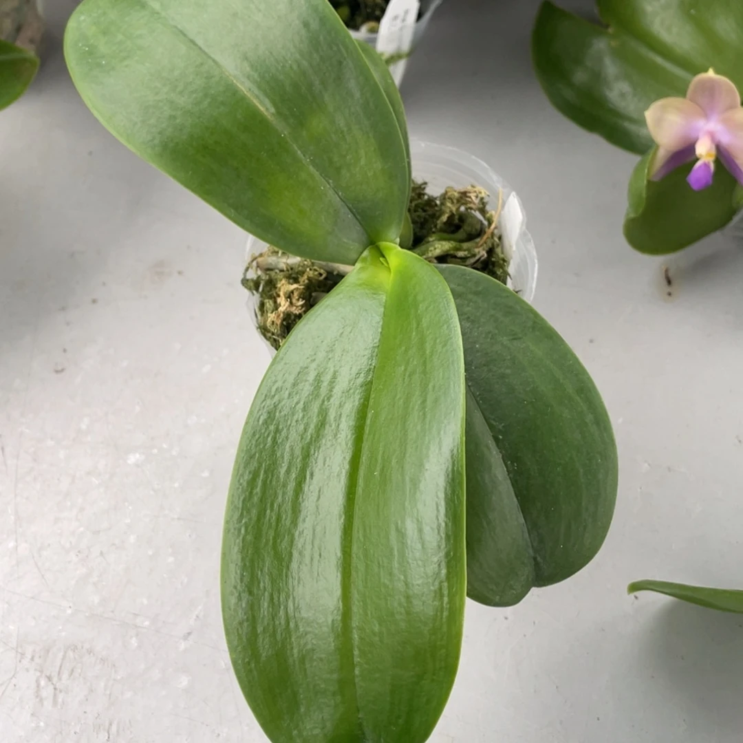 当前无花栽培后可以开花2.5黑白巧克力
