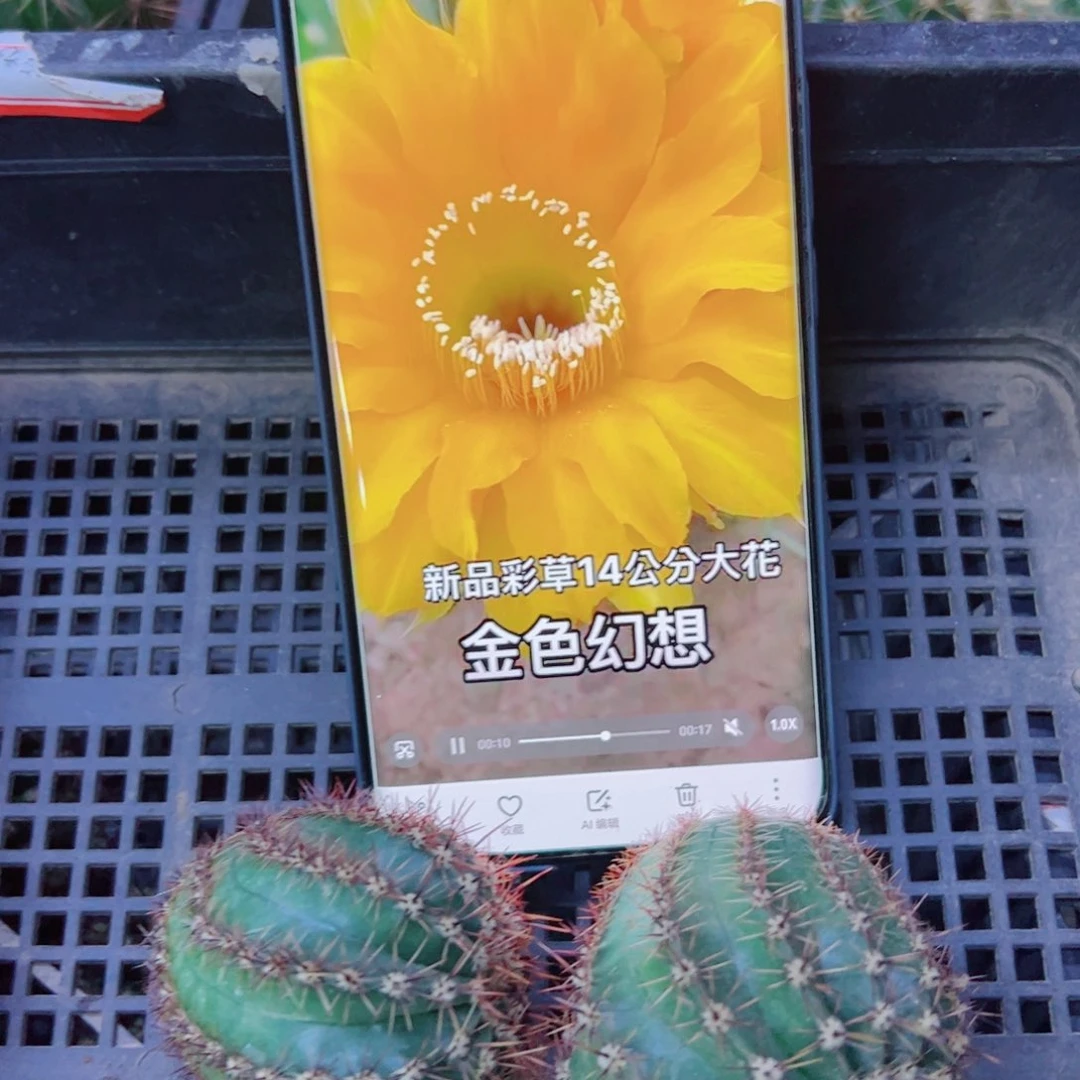 下33彩草金色幻想斑点歪无根侧芽4公分左右20包邮