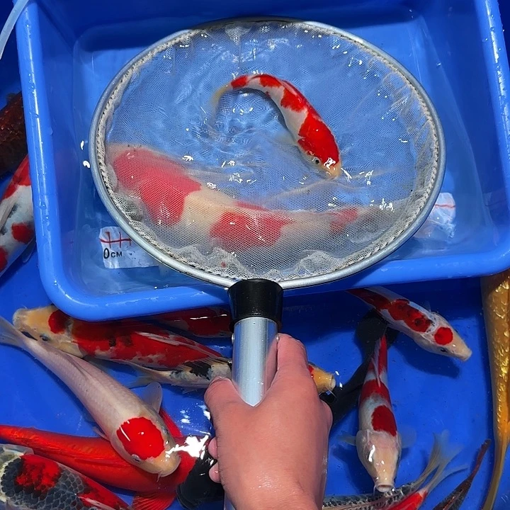 *****海水风格国防大臣vv哥哥