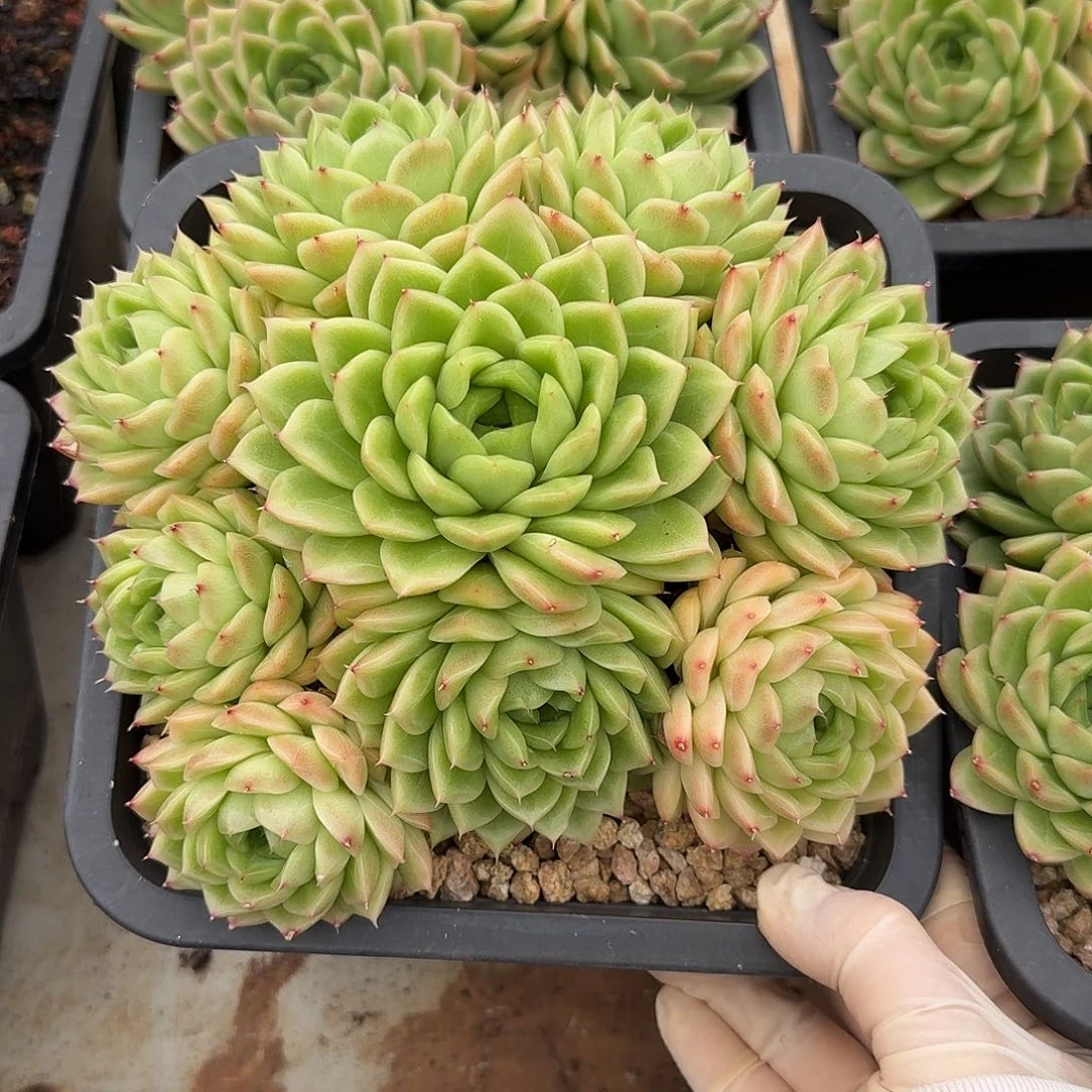 麦秆整无砍老桩群生