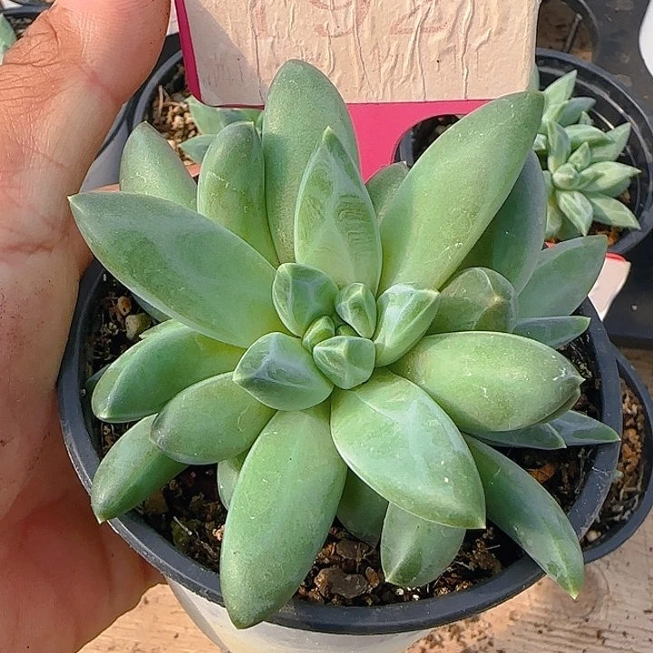 美人192多肉植物