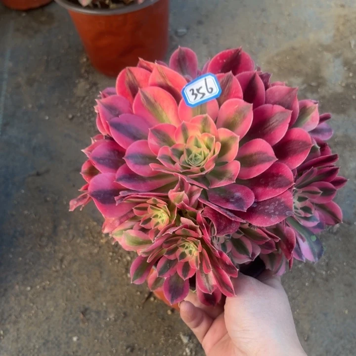 一物一拍粉女巫503