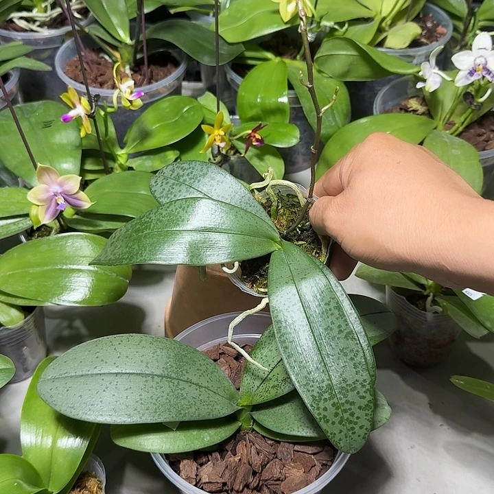 星***月大部分花苞少量开放