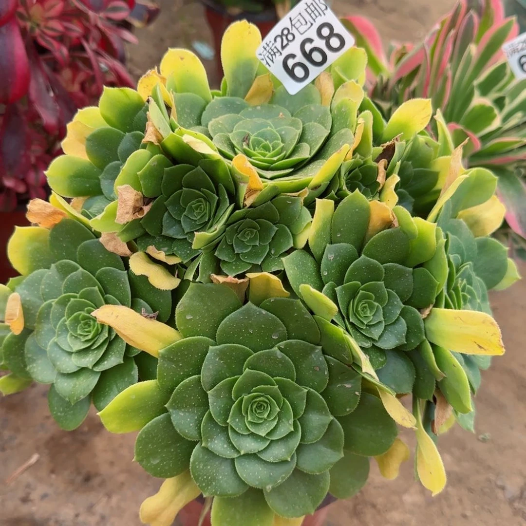 绿羊绒多肉668满28包邮断枝不包