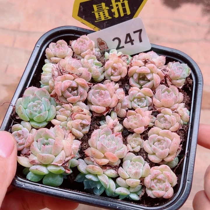 多肉植物多肉植物