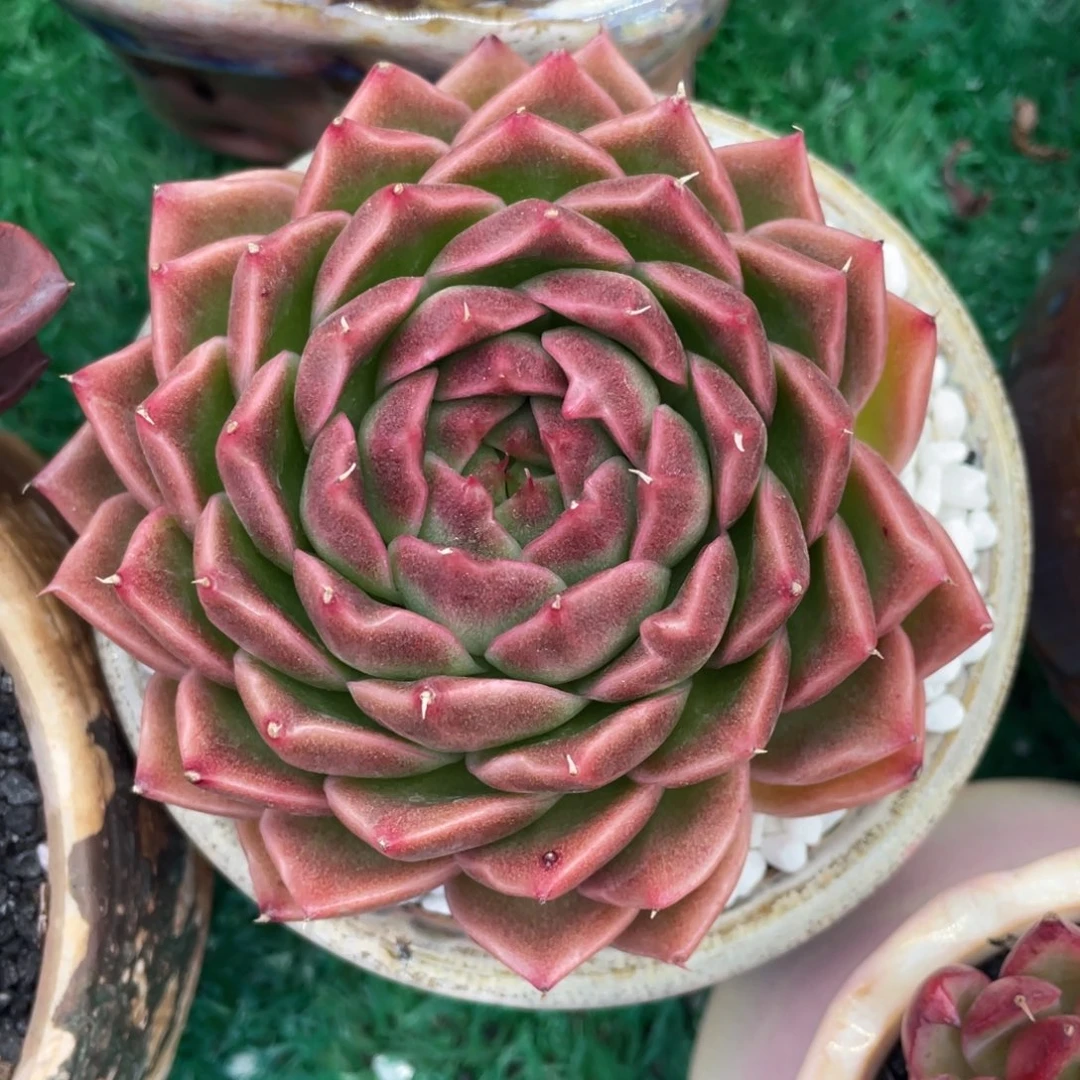 多肉植物盆栽多肉31