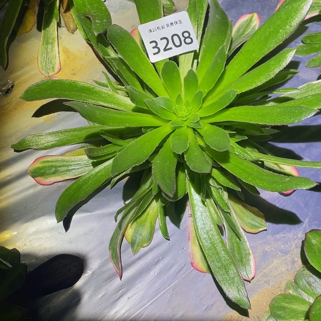 3208光辉多肉植物