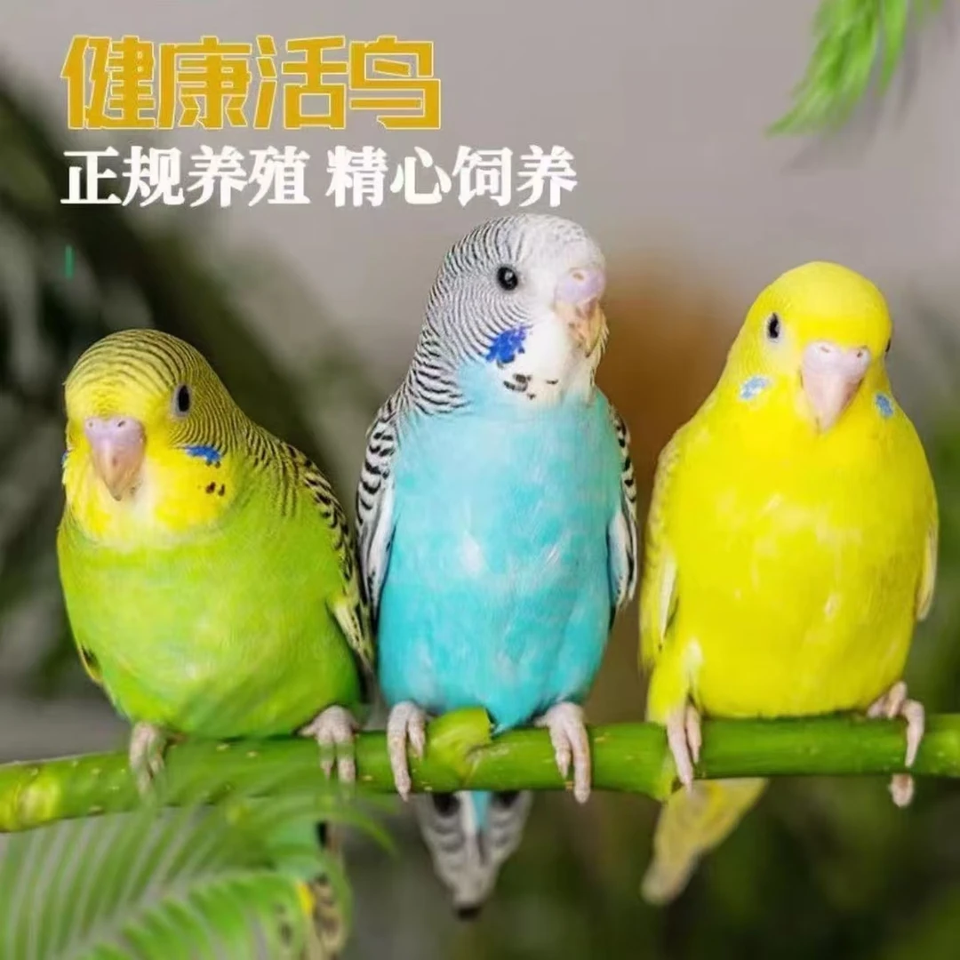 手养虎皮小鹦鹉种鸟适合家养可繁殖亲人粘人可教技能讲话