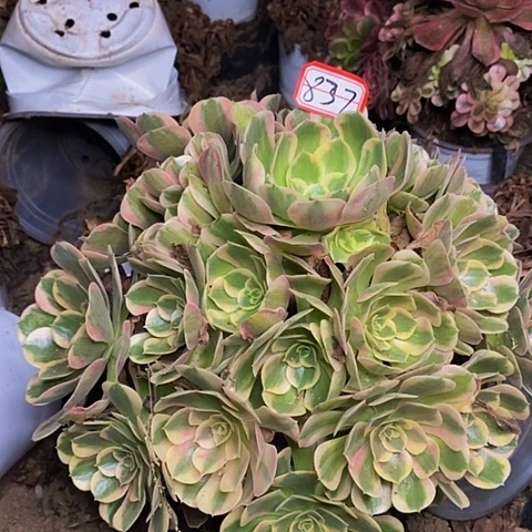 七彩石老桩捧花837号