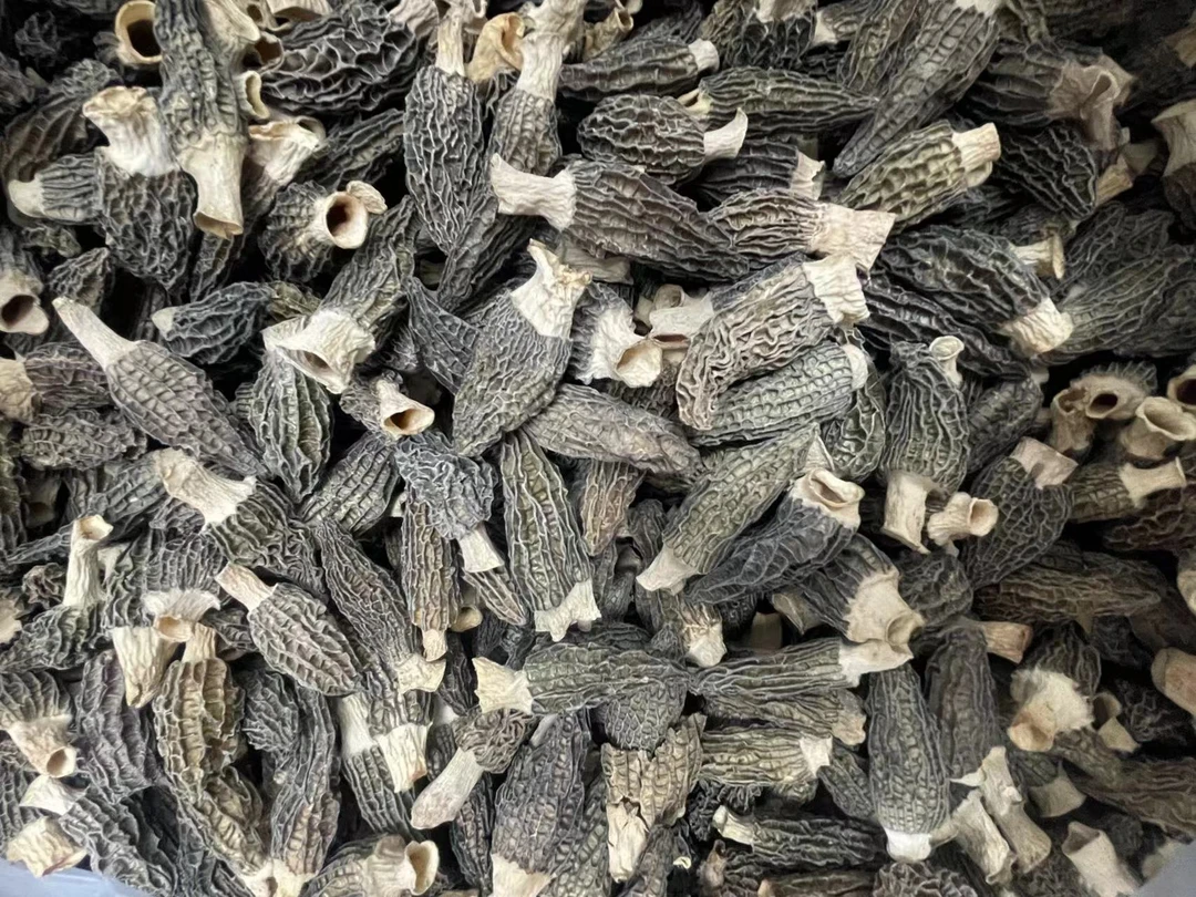 (丑菇）四川高山羊肚菌干货肉质肥厚煲汤佳品