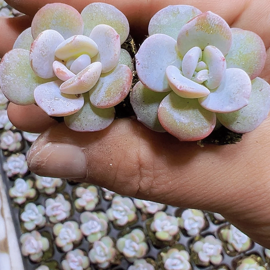 雪莲苗5个19包邮多肉植物