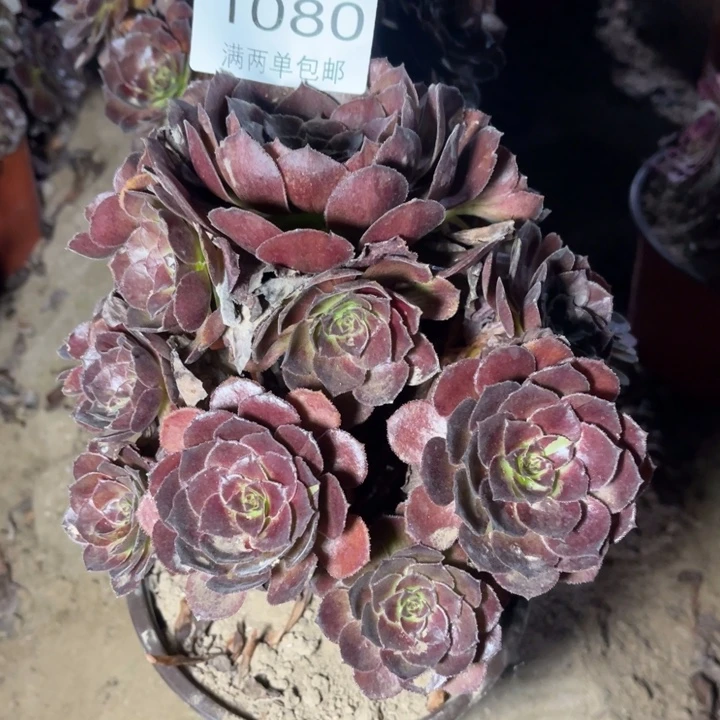 花花公子多肉多肉的人1080