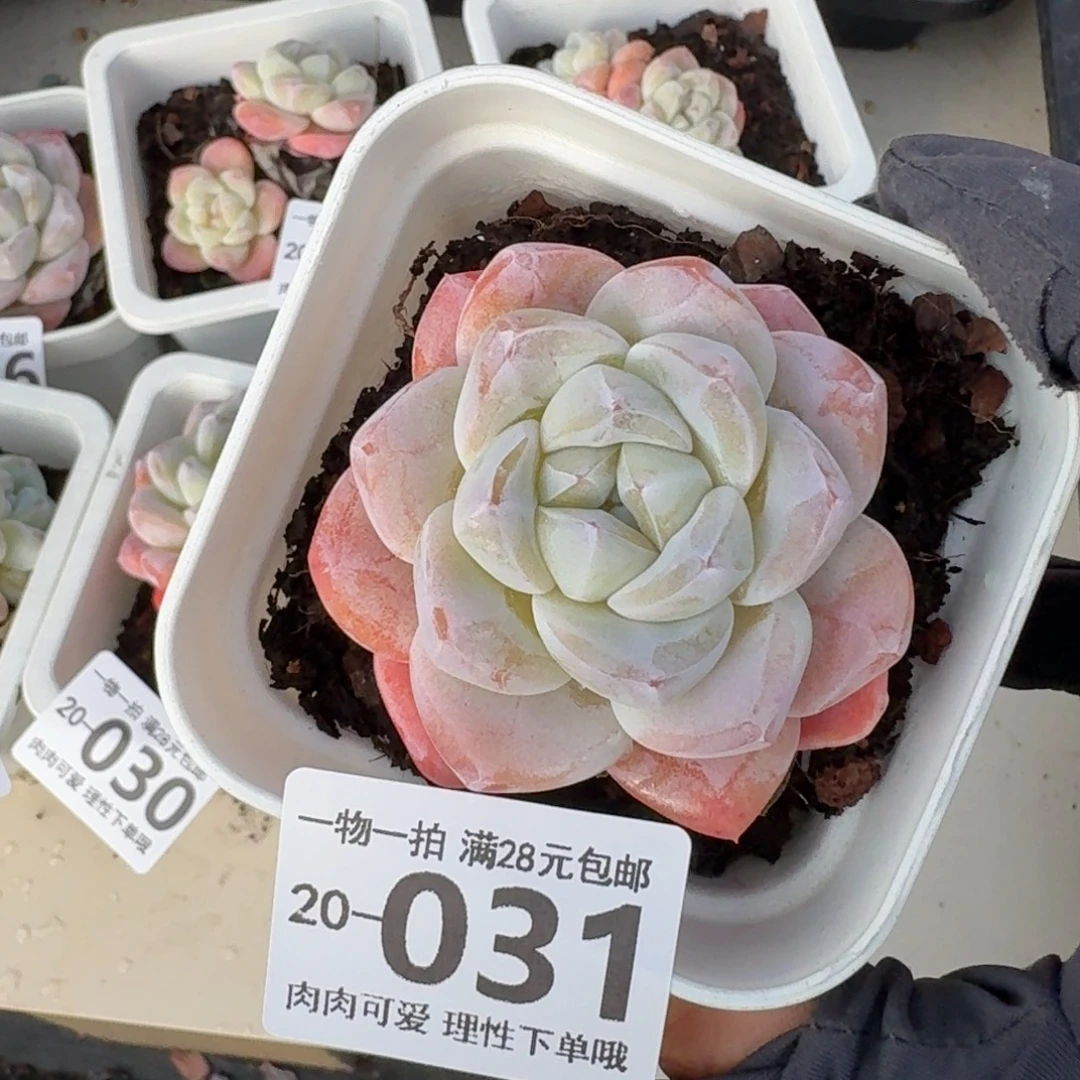 冰玉无盆土发货无盆