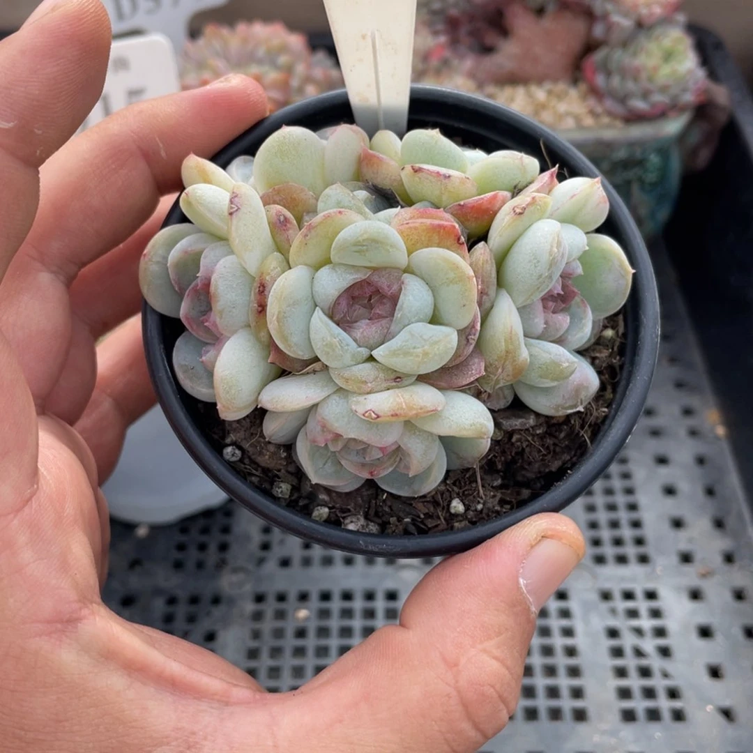 0224胖虎不带盆8厘米