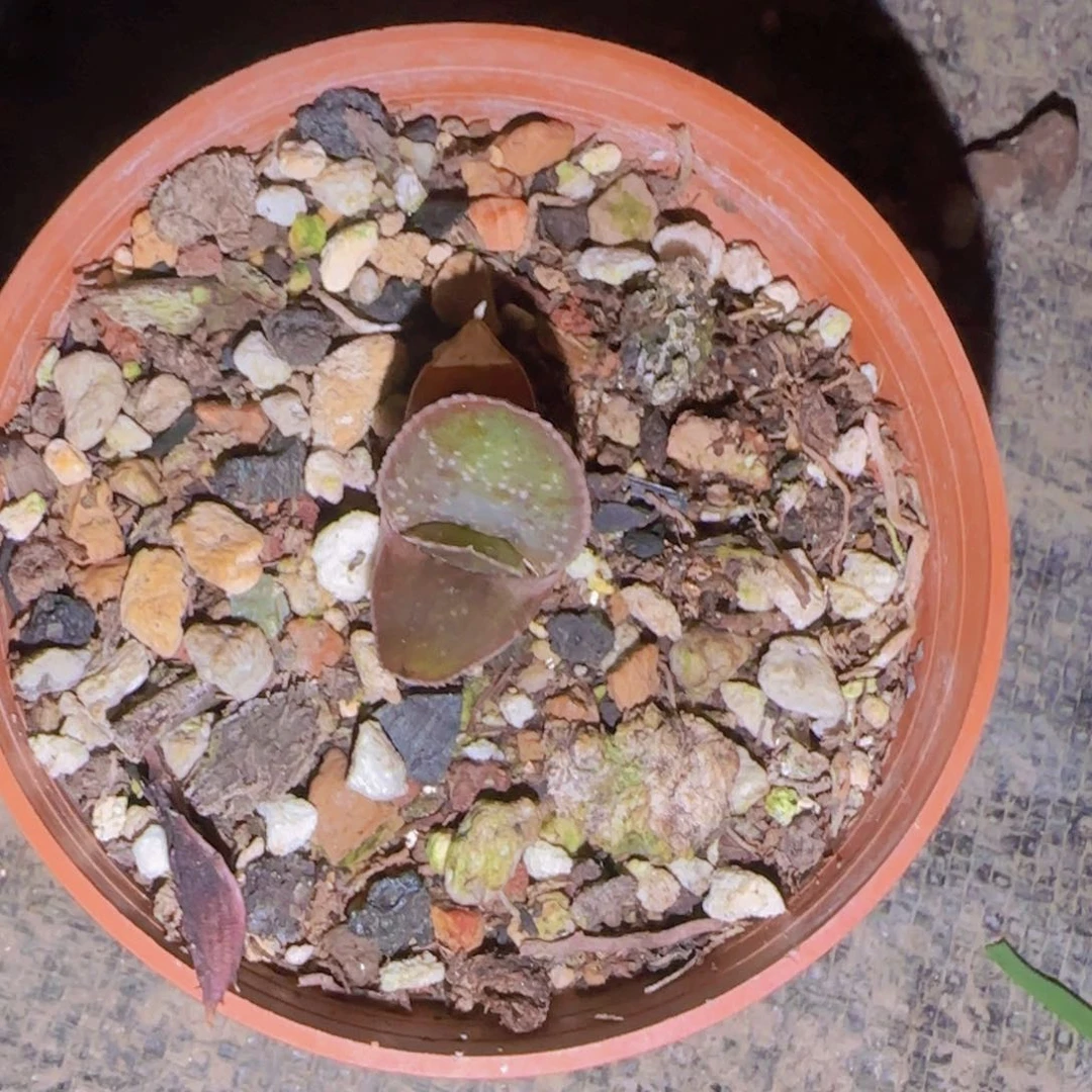 ?*迪块根植物块根植物