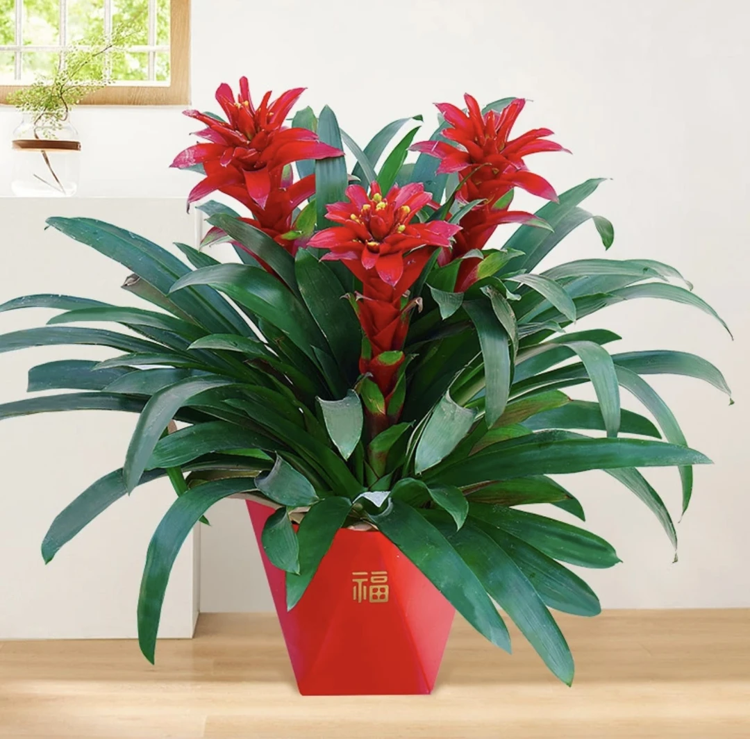 【3颗鸿运当头】鸿运当头盆栽小红星室内观花绿植前台好养凤梨花