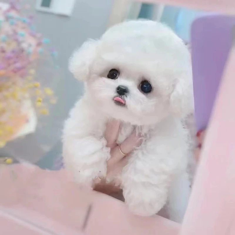 【哈尔滨嗨宝宠物-次日达】可爱幼犬宠物活体比熊小狗