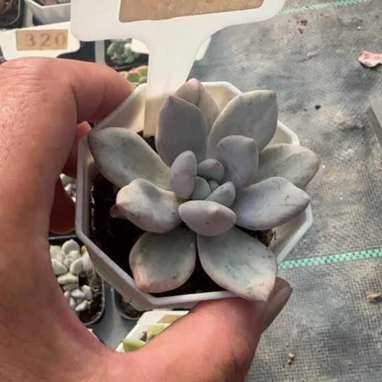 340奥普琳娜锦多肉