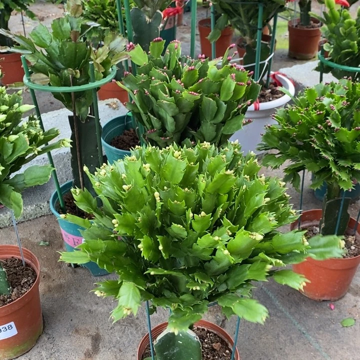 当前无花栽培后可以开花066嫁接光炫