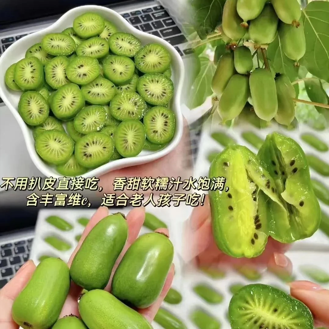 东北特产树熟软枣猕猴桃奇异莓香甜多汁顺丰发货