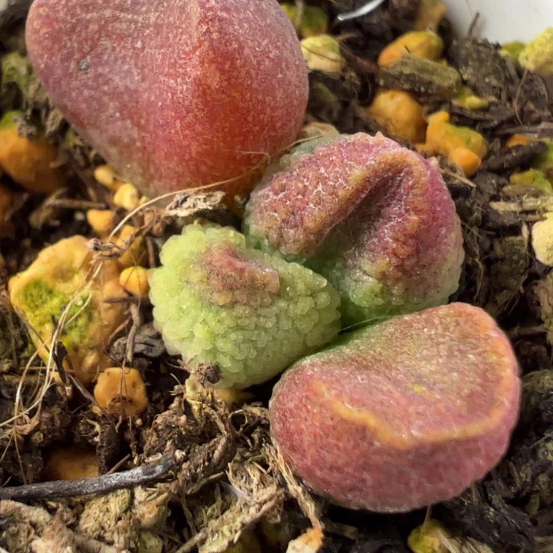 实生新品多肉植物