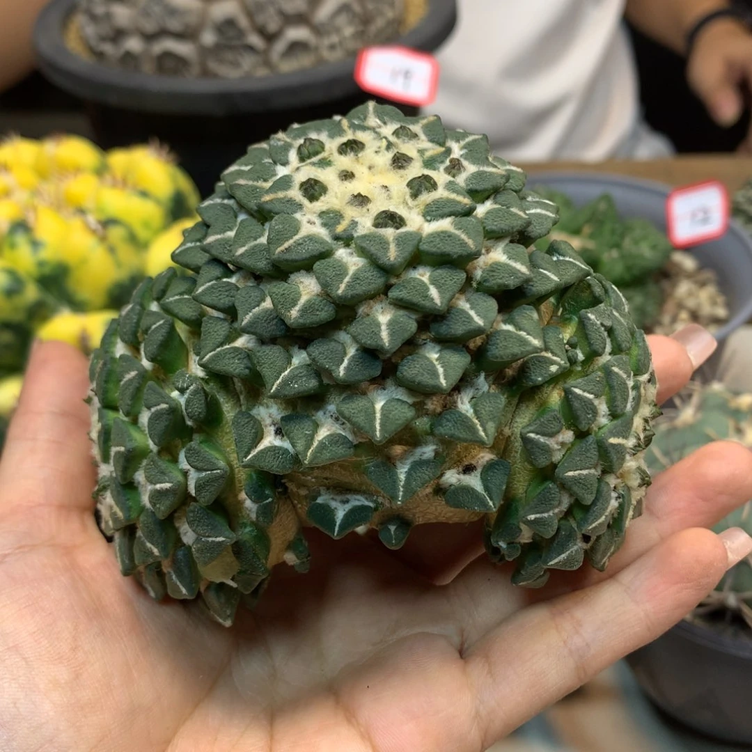 25号 苗接 大尤黑牡丹 9.5公分 无根