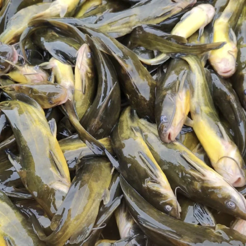 黄骨鱼淡水鱼可观赏可食用渔场直发