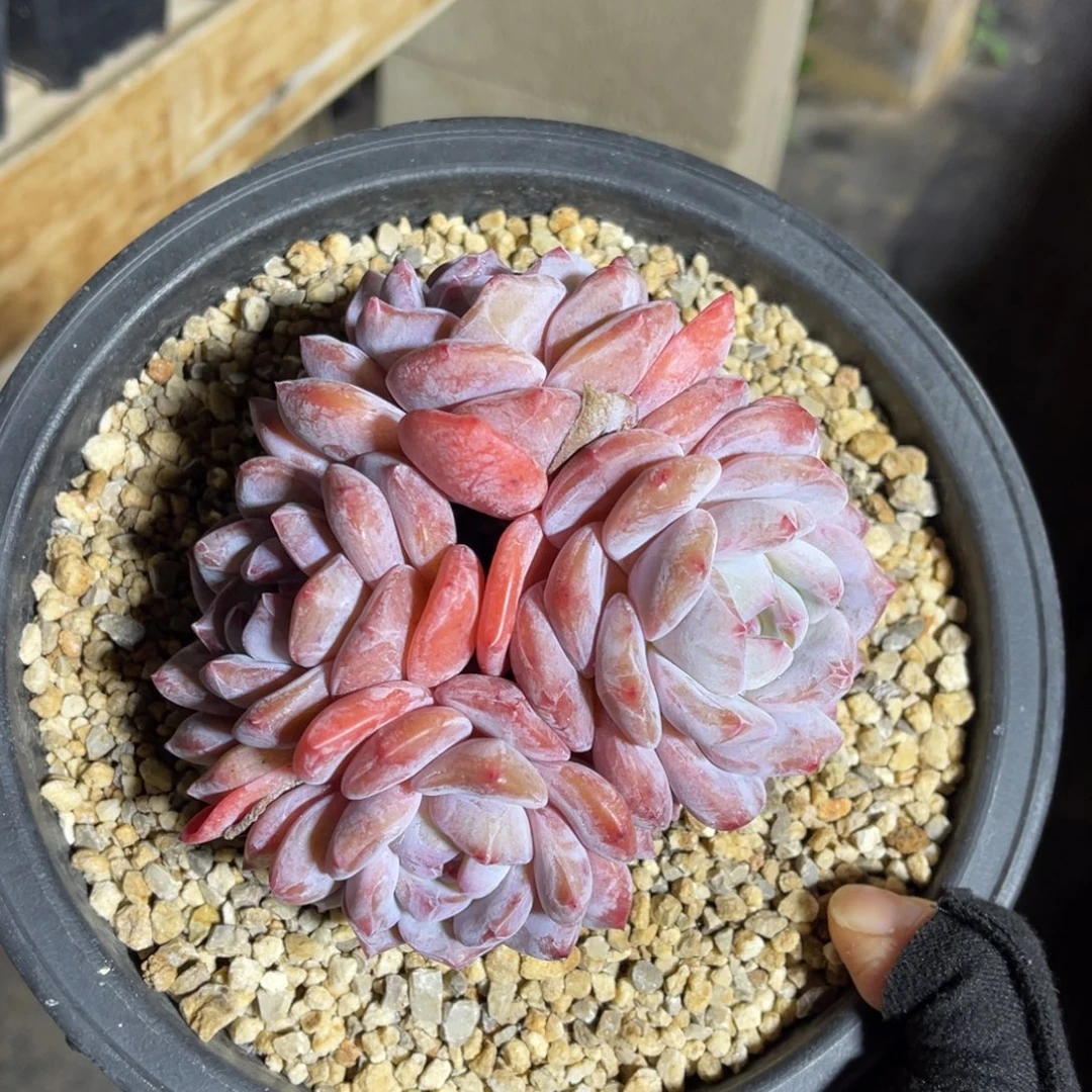 星影一物一拍不支持退换