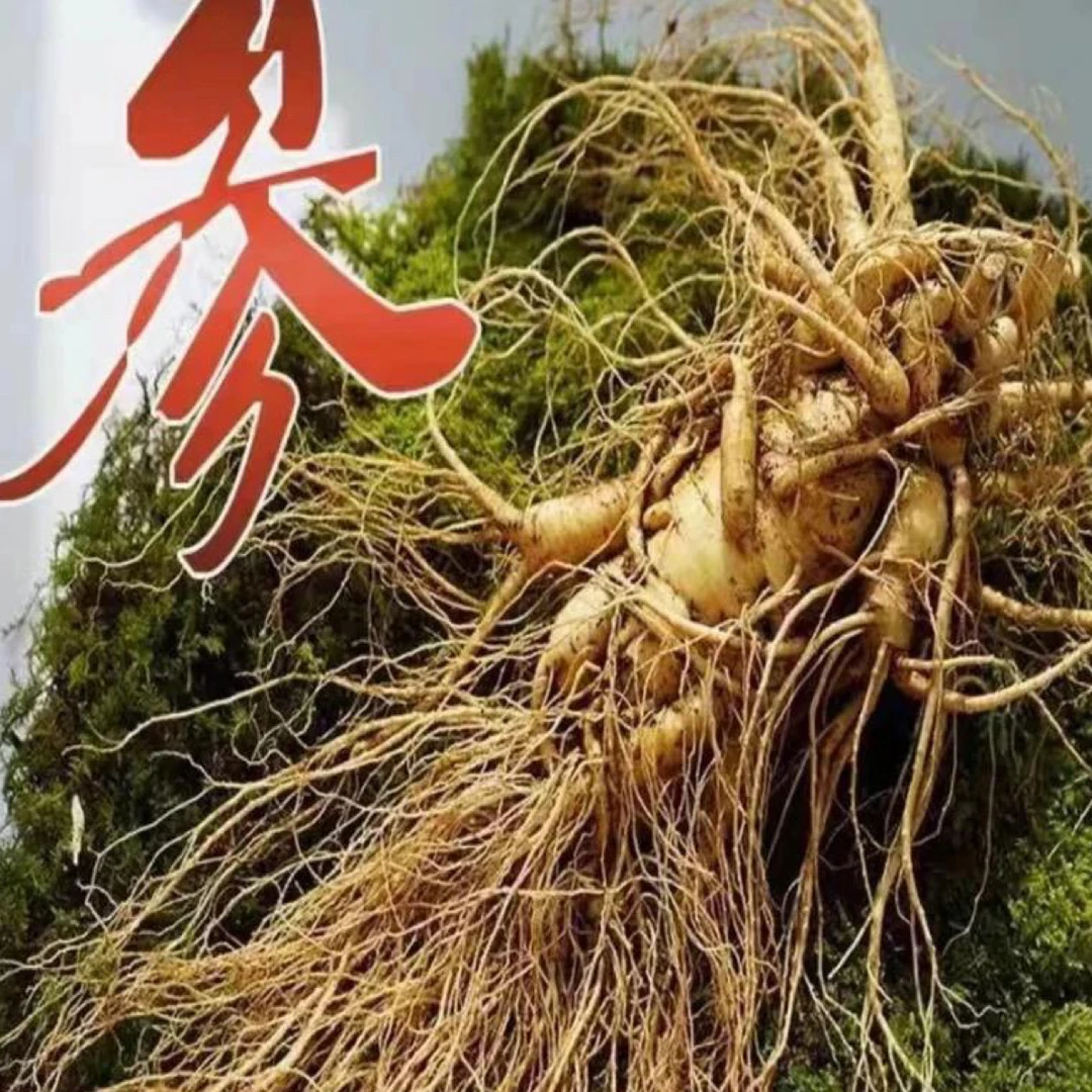 长白山产地直发新鲜可用于泡酒送人送礼4两左右