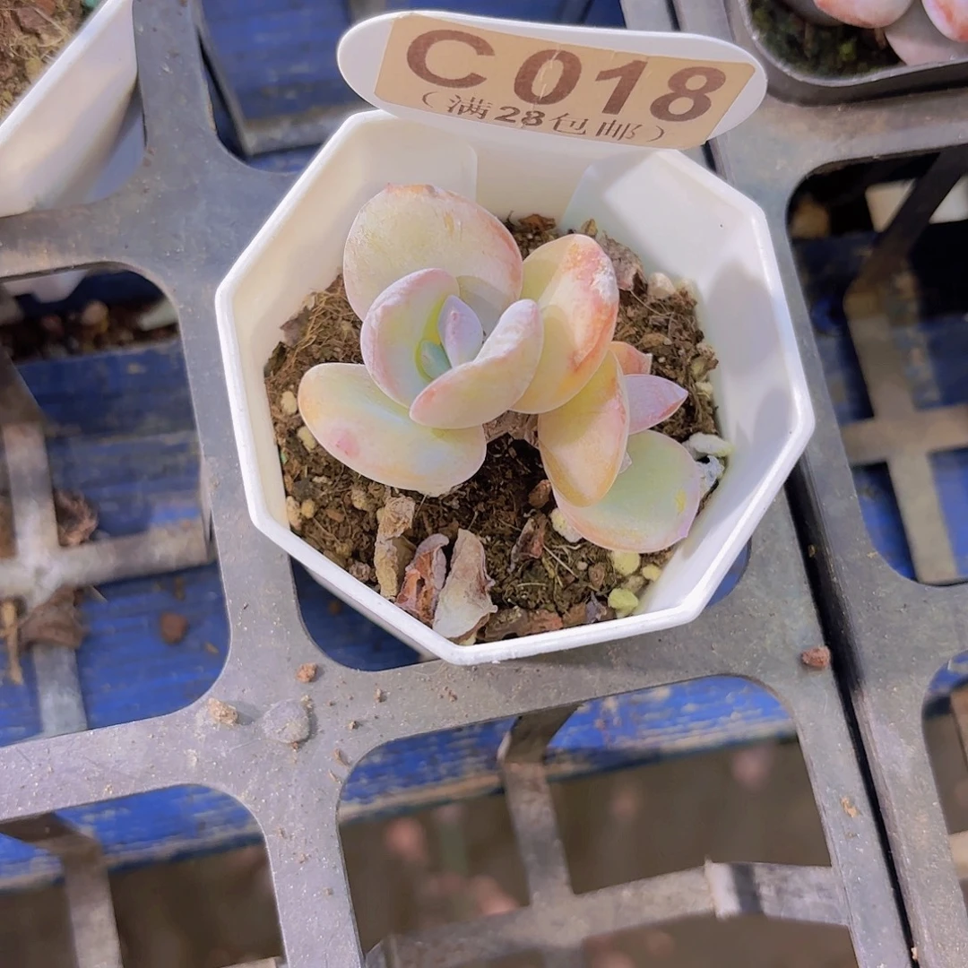 C018奶茶一物一拍