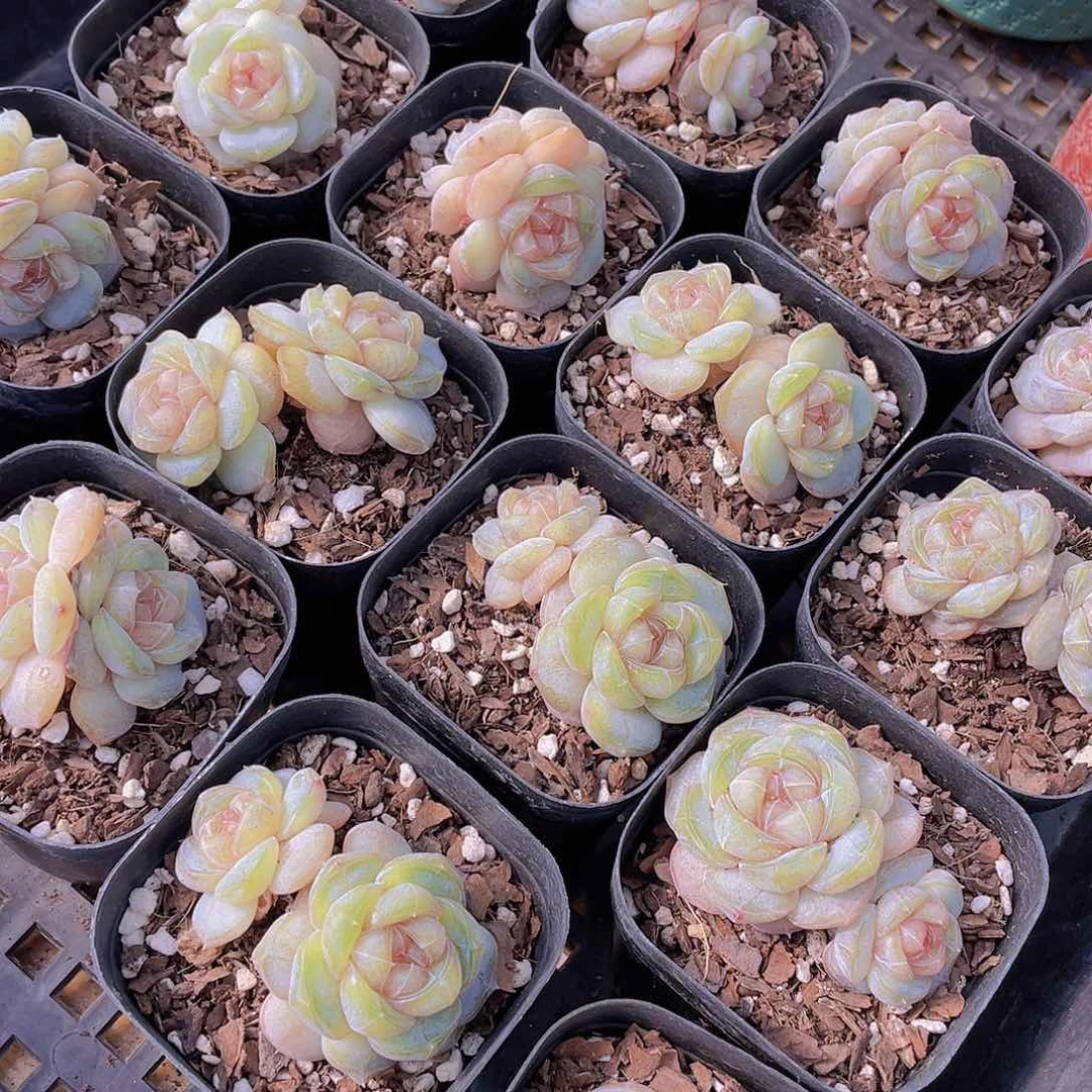 量拍65号 糖心白兰地双头一个