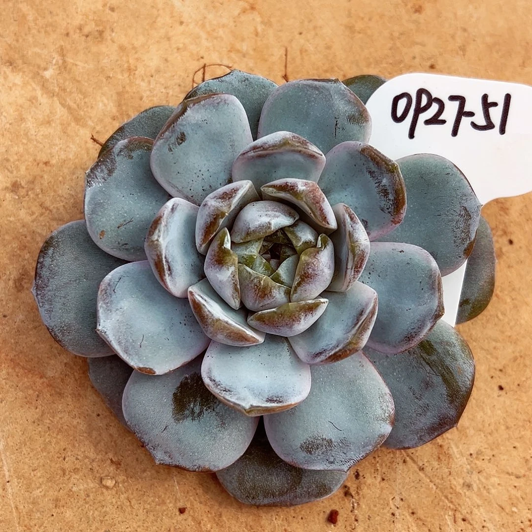 0927-51蜜家新品绝绝子