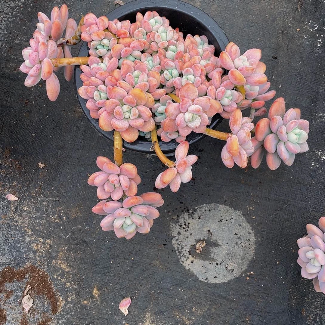 紫***蜓红洛神多肉植物群
