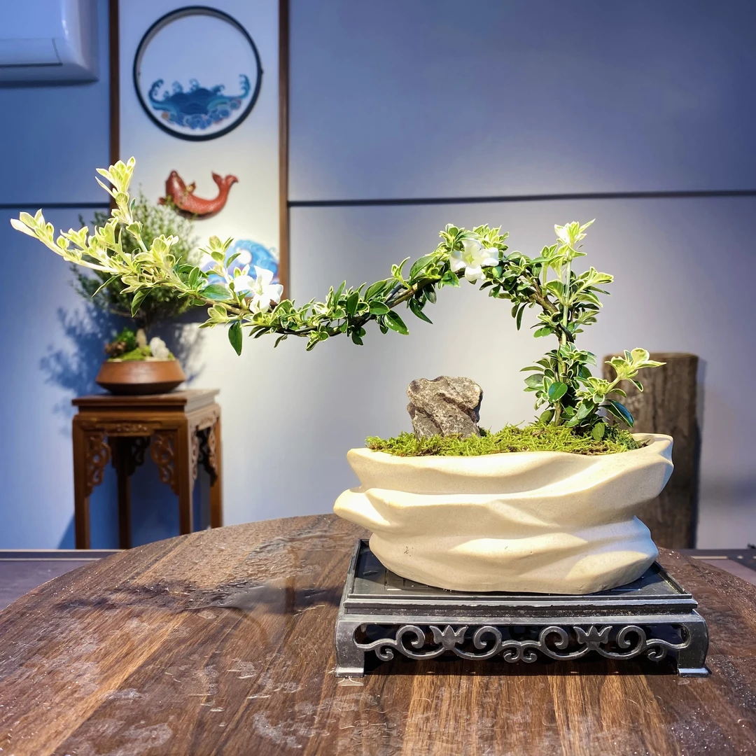 金边六月雪盆景悬崖新中式室内茶几客厅办公室中国风桌面盆栽四季