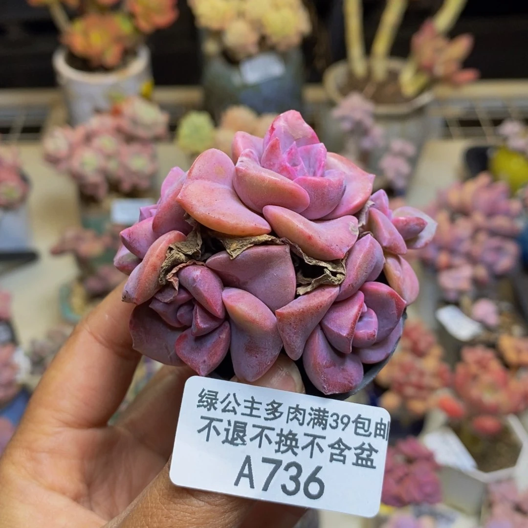 736彩虹糖多肉5c m