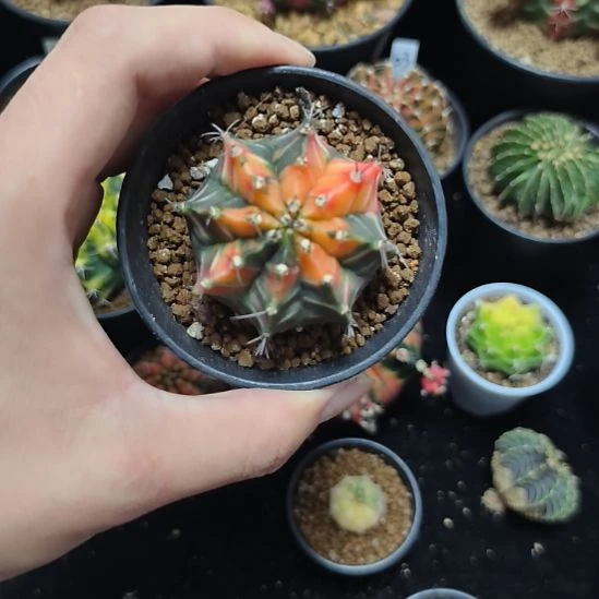 实生米哈锦带盆土发货