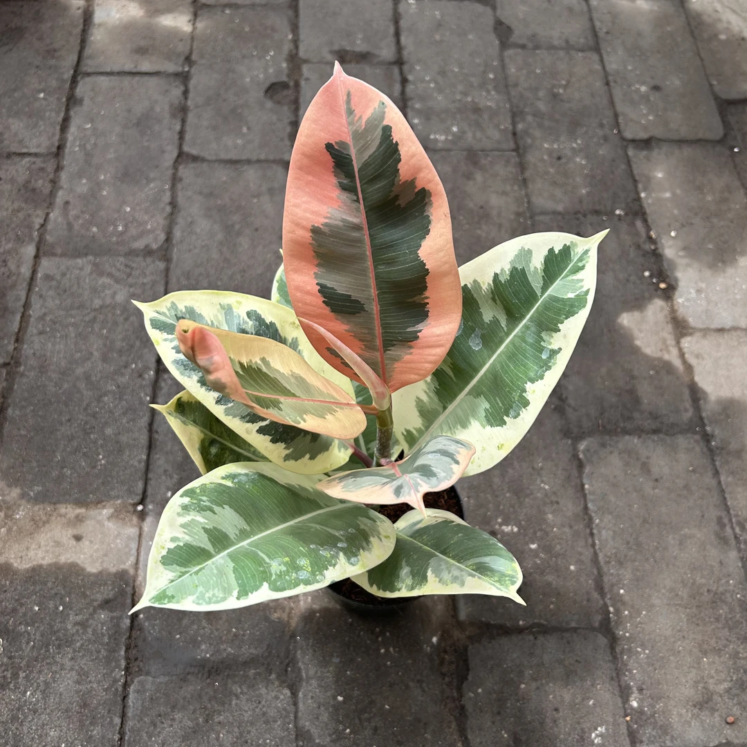 花叶橡皮树盆栽黑金刚室内吸甲醛好养盆栽   刘