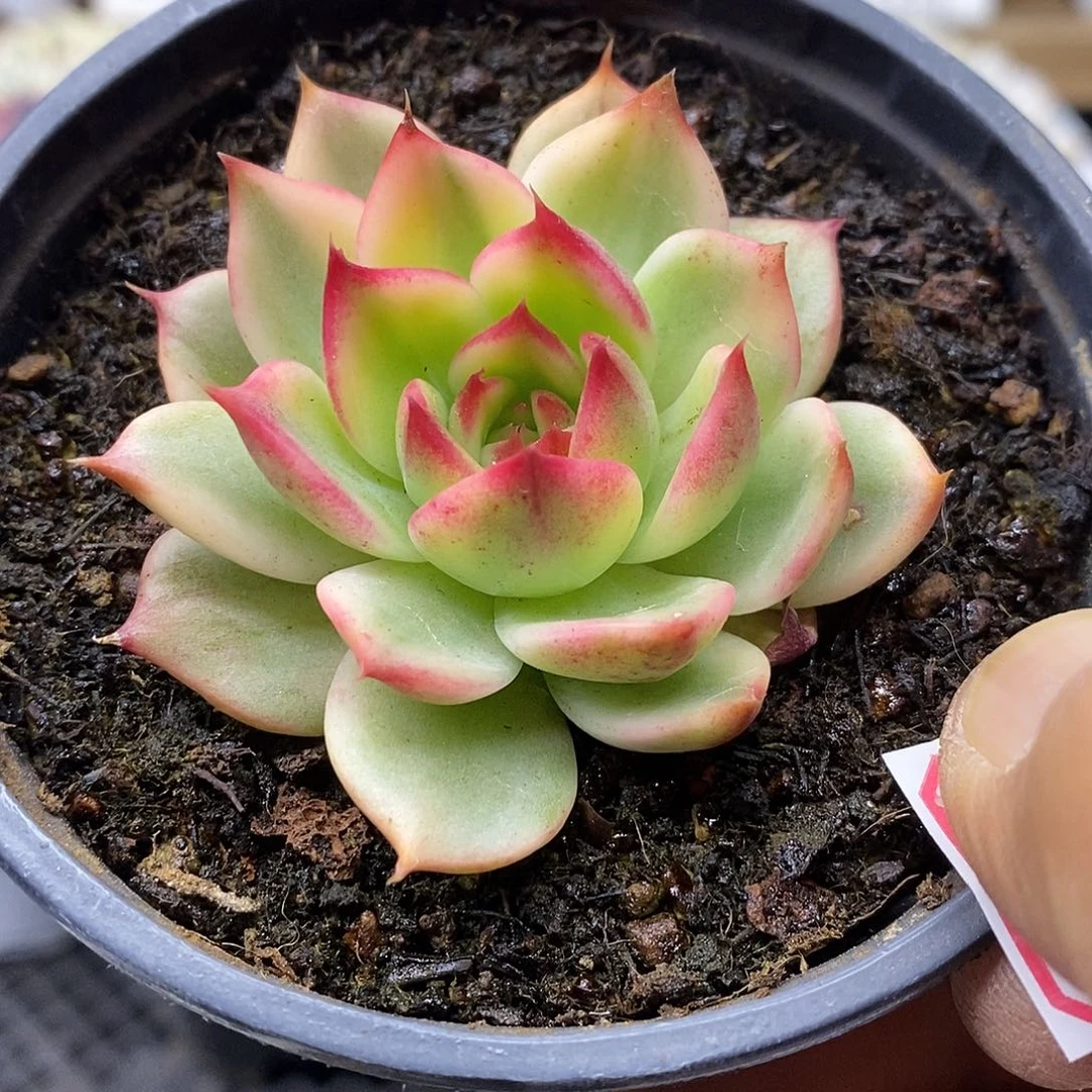 2456桃花覆轮锦多肉