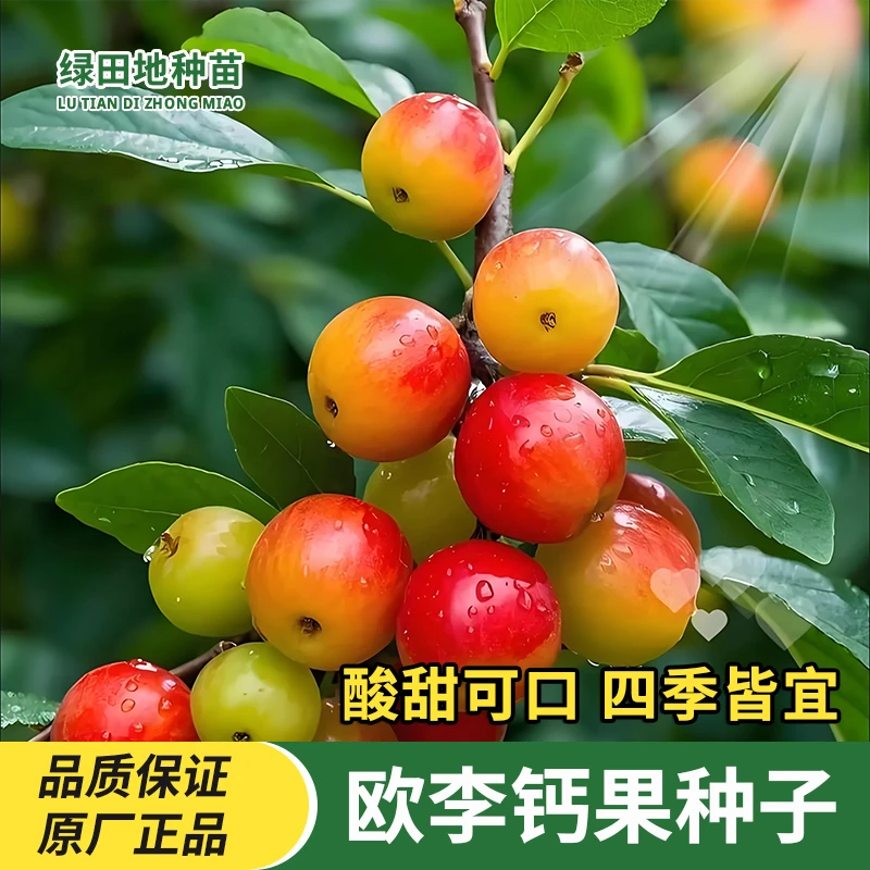 钙果种子欧李钙果李子果树种子南北方易种植高产耐寒耐旱水果种子