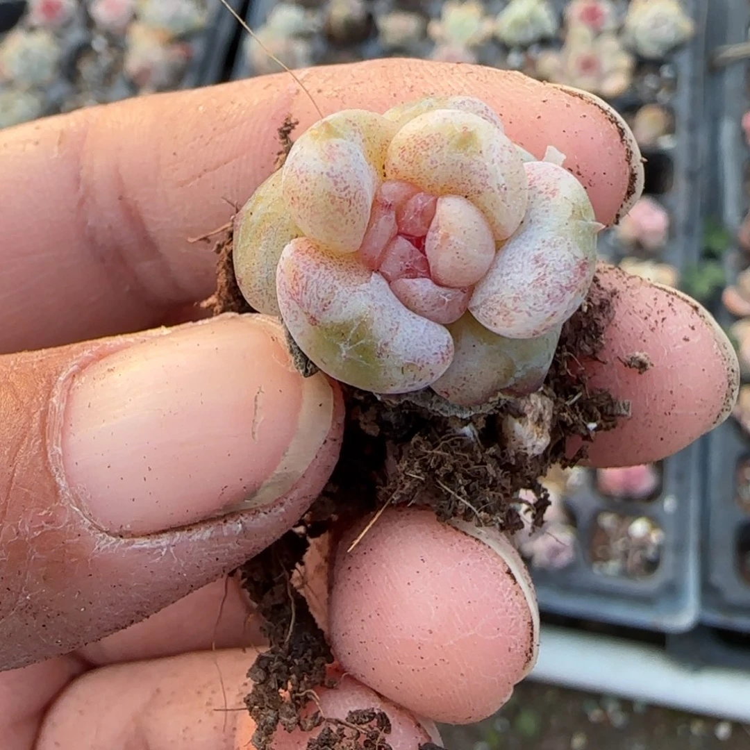 多肉小卡拉米糖心一物一拍