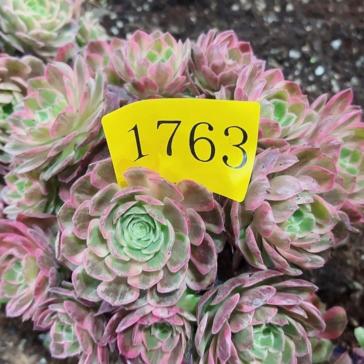 多肉植物福利来1763