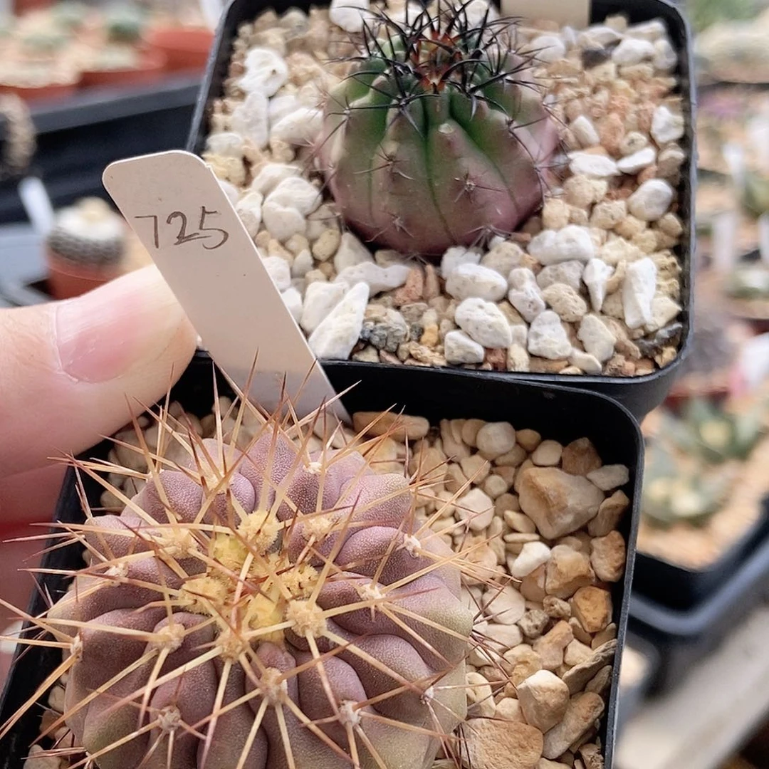 仙人球 暗黑玉 逆鳞 实生2.5 4.5cm