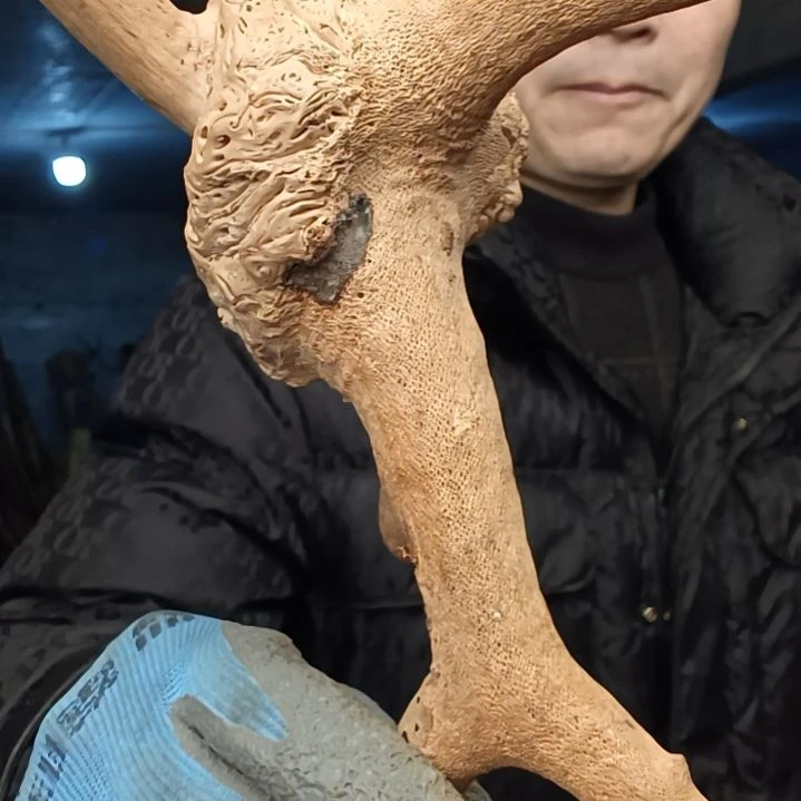 稳定木莲****心贵州檬子木   铁马鞭   根艺  半成品