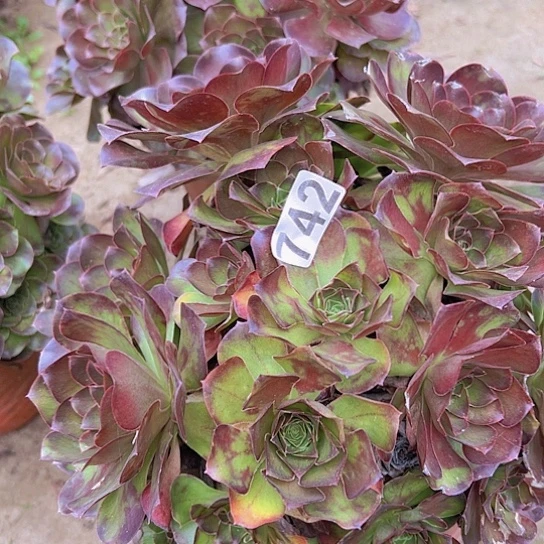 一***子多肉植物一个美金